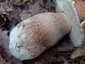 Nyári vargánya (Boletus reticulatus), Budai-hegység